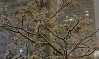 عکسی غافلگیرکننده که از تبریز وایرال شد!