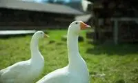 حیوان خانگی بامزه یک پسر جوان در خیابان‌های رشت