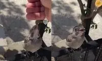 ویدئو احساسی از یک پرنده تشنه که وایرال شد
