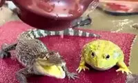 واکنش خنده‌دار و متفاوت قورباغه و تمساح به آب