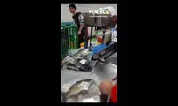 عجیب اما واقعی؛ زنده زنده بسته بندی کردن ماهی!
