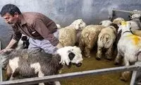 تائید اتفاقی عجیب درباره دام زنده!