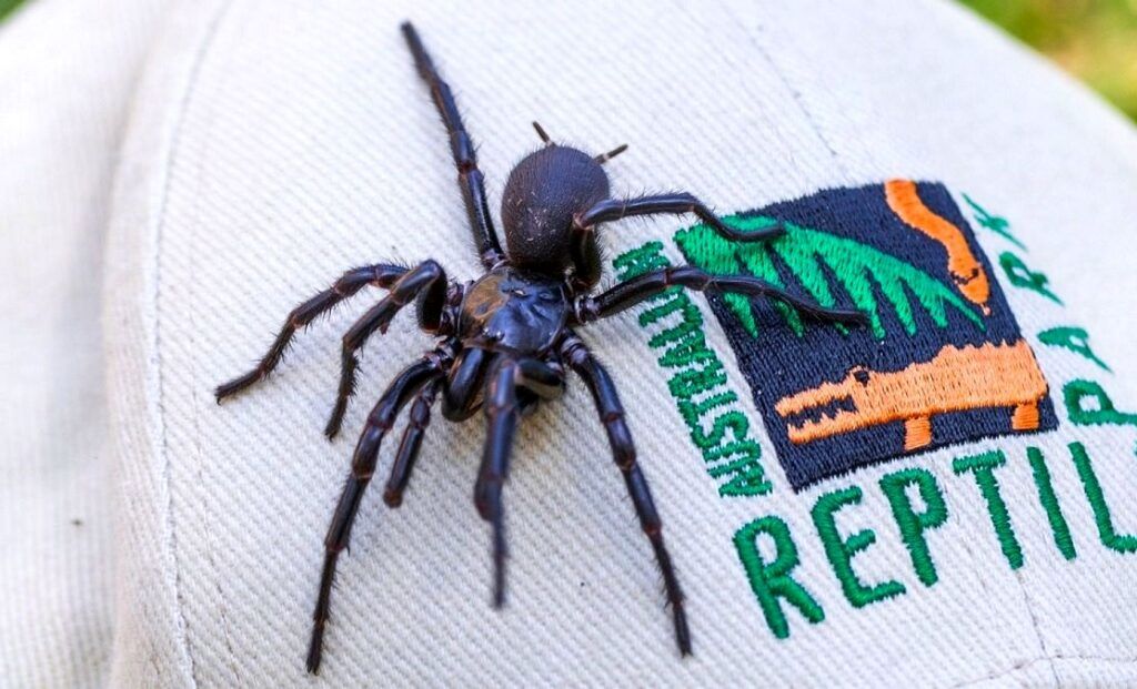 بزرگ‌ترین و کشنده‌ترین عنکبوت دنیا کشف شد