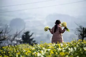 زیبایی خیره‌کننده برداشت گل نرگس در ایران