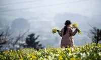 زیبایی خیره‌کننده برداشت گل نرگس در ایران
