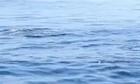 صحنه دیدنی و زیبایی که از سواحل کیش شکار شد
