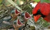 لحظه دیدنی غذا دادن یک پرنده به جوجه‌هایش