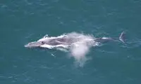 طول این موجود عجیب ۶برابر پراید است!