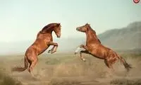 نبرد وحشیانه دو اسب در لبه پرتگاه!