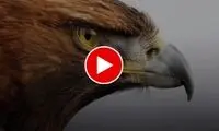 تصاویری عجیب از پلک‌زدن عقاب در نمایی آهسته