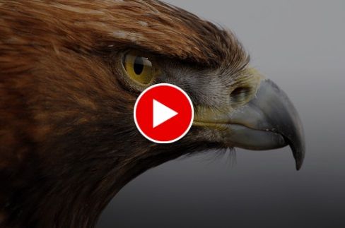 تصاویری عجیب از پلک‌زدن عقاب در نمایی آهسته