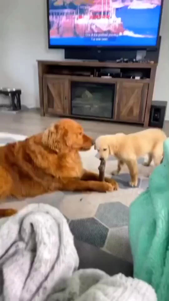 حسودی عجیب یک سگ غول پیکر مقابل سگ کوچک