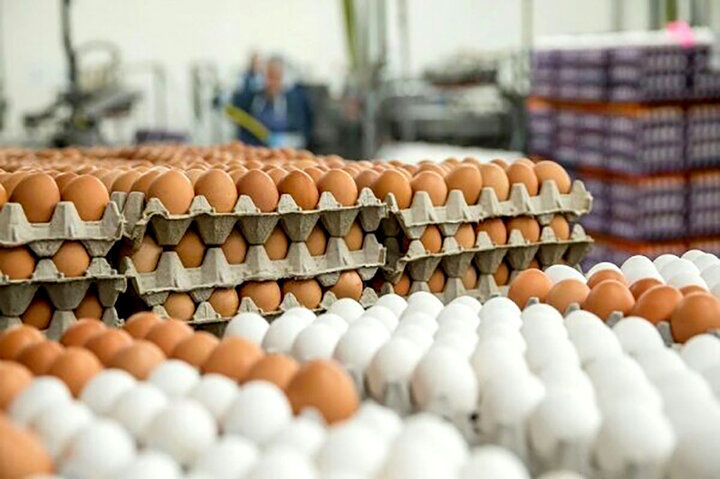 قیمت تخم مرغ در بازار امروز چقدر بود؟