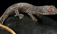 مارمولک عجیبی که از دم طلائی خود سَم پرتاب می کند!