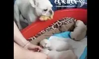 درخواست جالب یک سگ برای غذا دادن به اردک!