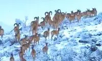 تصاویری شکوهمند و باورنکردنی از پارک ملی گلستان