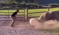 بازیگوشی خنده‌دار یک گاو غول‌پیکر با یک دبه پلاستیکی بزرگ