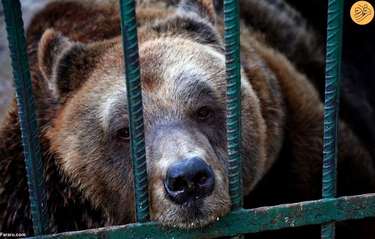 نجات یک خرس که ۲۰سال زندانی یک رستوران بود!