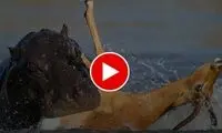 دفاع جانانه اسب آبی از آهو مقابل سگ‌های وحشی