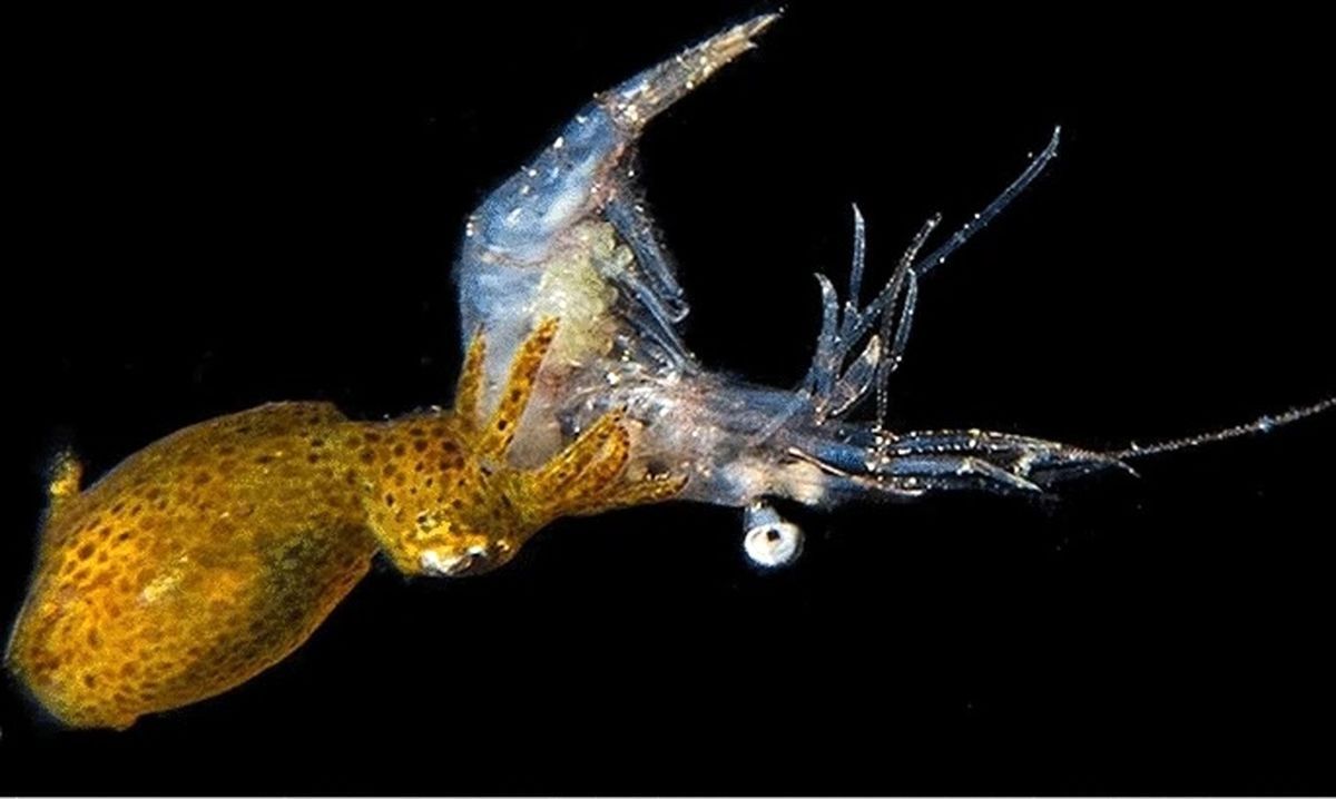 کشف جانور «رزمی‌کار» در آب‌های ساحلی ژاپن