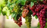 شهر جهانی انگور کجاست؟