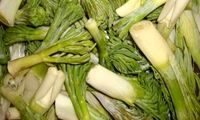 این گیاه را نخورید، کبد را نابود می‌کند