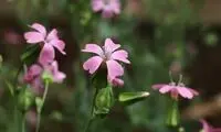 گیاهی که در درمان کم‌خونی و رفع خارش موثر است