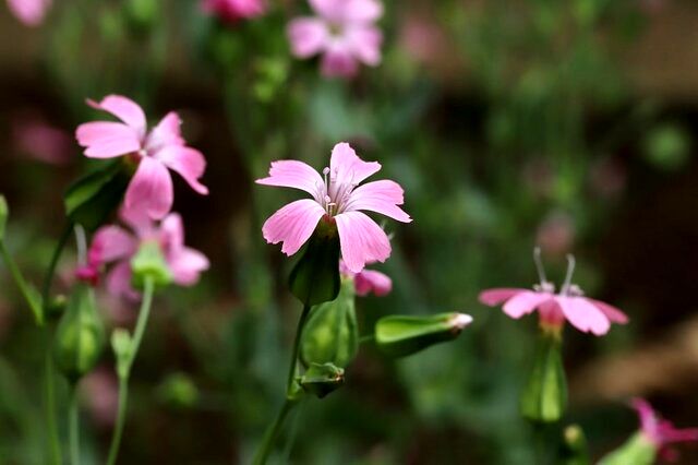 گیاهی که در درمان کم‌خونی و رفع خارش موثر است