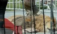  لاشه یک شیر در تظاهرات ضد دولتی!