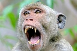 تصاویری دیدنی از قلدربازی یک میمون برای ۲ مار کبری