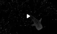 ویدئویی حیرت‌انگیز از شنای یک کوسه در شب 