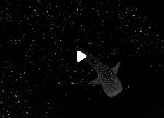 ویدئویی حیرت‌انگیز از شنای یک کوسه در شب 
