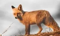 روباهی که در حال حرکت از سرما یخ زد!