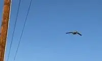 رونمایی از هواپیمای جاسوسی آمریکا در نزدیکی ایران