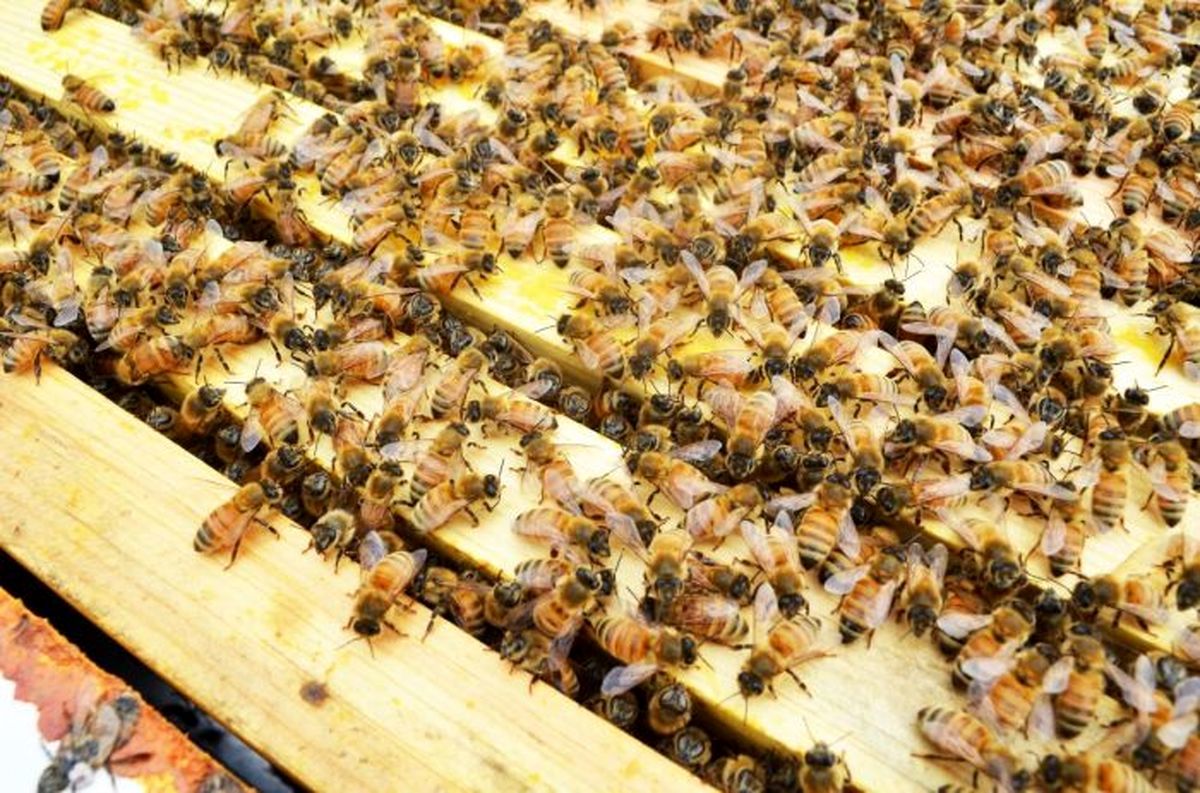 زنبورهای گرسنه به یک روستا حمله کردند!