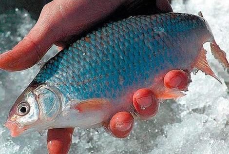 10 تکنیک جالب و ساده برای صید ماهی از رودخانه