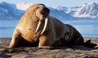 مهمان‌نوازی به سبک گرازهای دریایی جزیره رامانوف روسیه