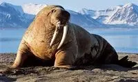 مهمان‌نوازی به سبک گرازهای دریایی جزیره رامانوف روسیه