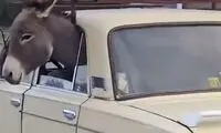 ببینید: ویدیویی جالب از ماشین‌سواری یک الاغ!