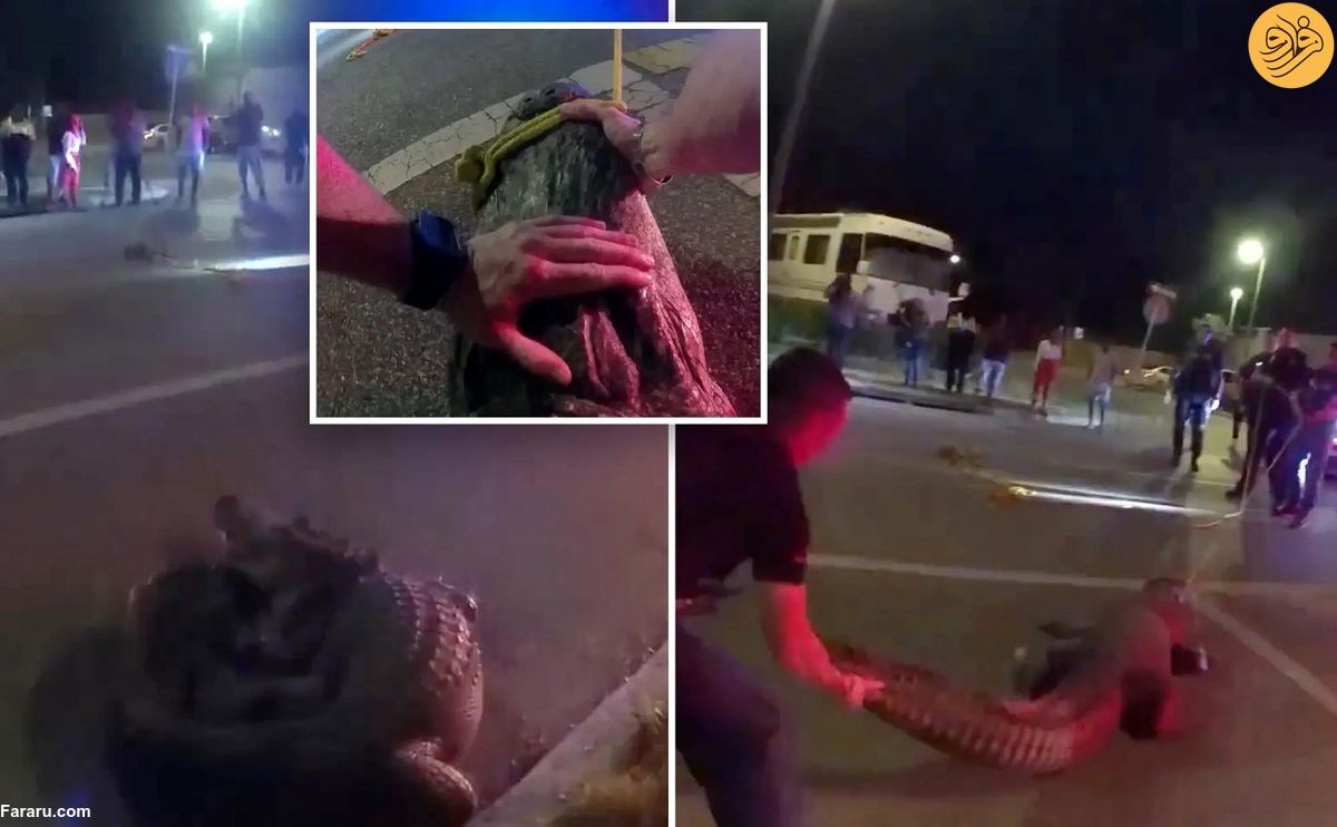 لحظه‌ عجیب دستگیری یک تمساح توسط پلیس