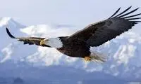 تصویری جالب از ردیابی سفر 20 ساله یک عقاب