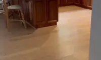 درخواست جالب یک پرنده برای غذا با عصبانیت