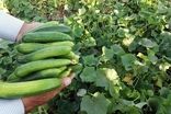 خیار و کاهو چرا کالای لوکس شد؟