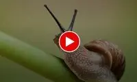 لحظه دیدنی آب خوردن حلزون از نمایی نزدیک