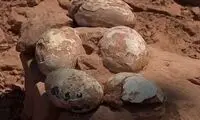 تصاویری از کشف شگفت‌انگیزِ لانه ۶۰ میلیون ساله 