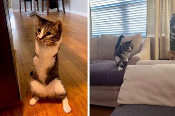 گربه‌ای که یاد گرفت بر روی دو پا بیاستد!
