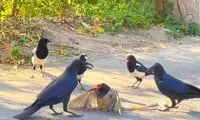 مرگ مشکوک کلاغ‌ها در این شهر ایران
