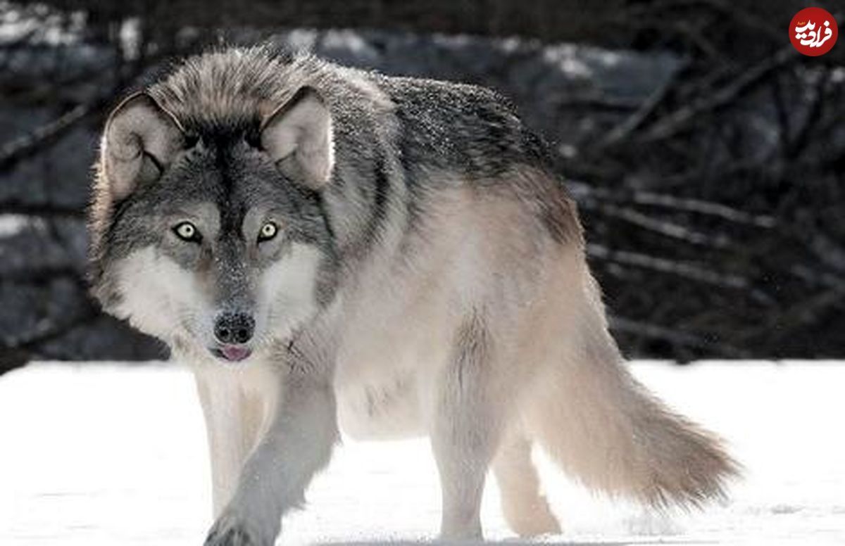 5 حقیقت جالب و باورنکردنی در مورد گرگ‌ها