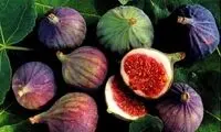 خواص درمانی انجیر سیاه که نمی‌دانید