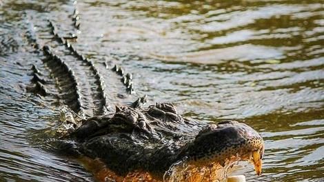 قدم‌زنی عجیب یک تمساح در خیابان‌های فلوریدا